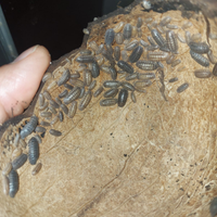 Onischi (non tropicali) per terrario