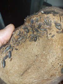 Onischi (non tropicali) per terrario