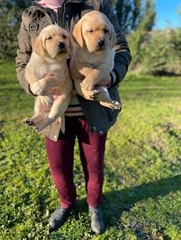 Labrador miele con pedigree