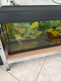 Acquario 80 litri