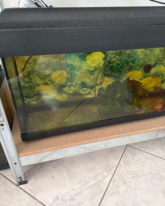 Acquario 80 litri