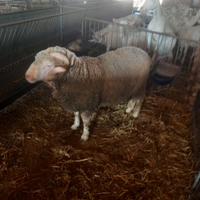 Montone/Ariete Sopravvissano