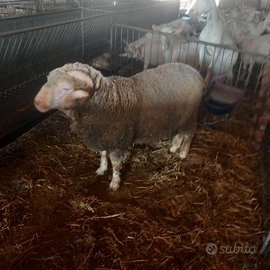 Montone/Ariete Sopravvissano