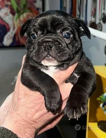 Bulldog Francese maschio nero