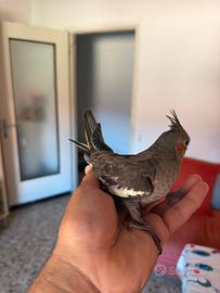 Pappagalli Calopsite allevati a mano