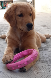 Cuccioli Golden retriever 100% linea AMERICANA