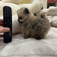 Spitz di pomerania micro linea coreana 75 giorni