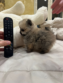 Spitz di pomerania micro linea coreana 75 giorni