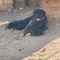 Cane corso