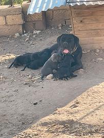 Cane corso