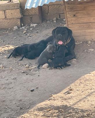 Cane corso