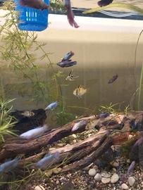 Betta splends, Ramirez, Scalari