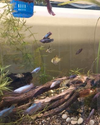 Betta splends, Ramirez, Scalari