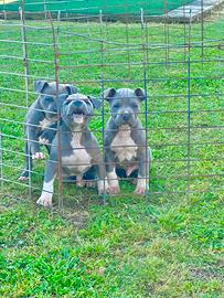 Amstaff blu occhi blu pedigree enci