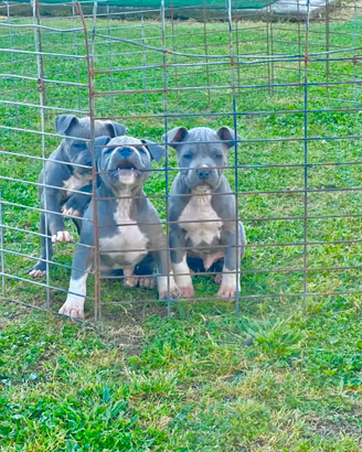 Amstaff blu occhi blu pedigree enci