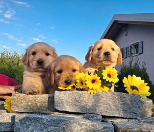 Golden retriever 100% americani