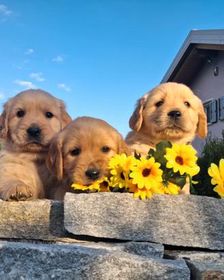 Golden retriever 100% americani