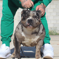 American bully