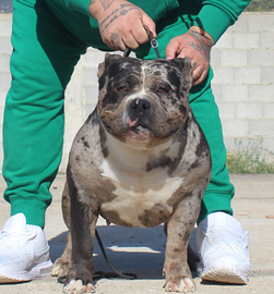 American bully