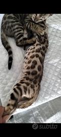 Gatti bengala