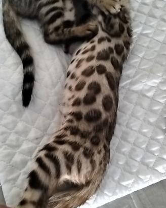 Gatti bengala
