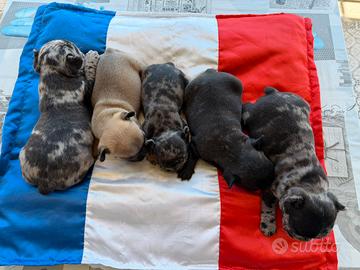Cuccioli di bulldog francese