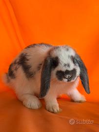 Cuccioli Coniglio Ariete Nano
