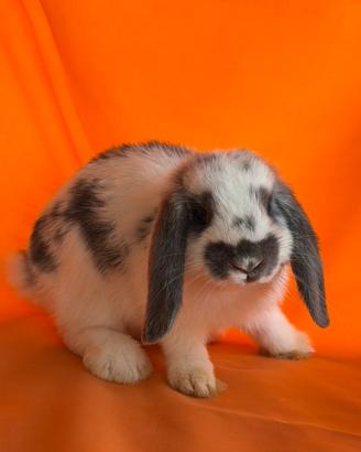 Cuccioli Coniglio Ariete Nano