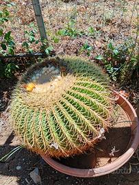 Grusone cactus 