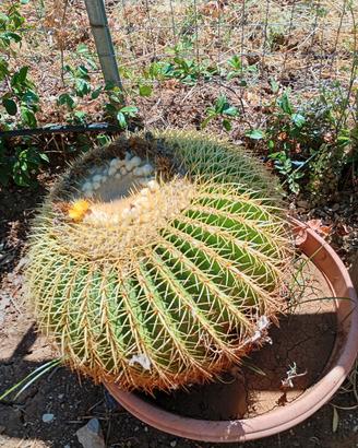 Grusone cactus 