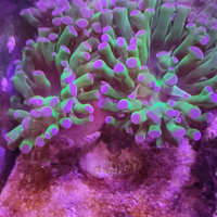 Calici di Euphyllia