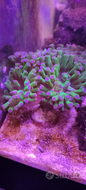 Calici di Euphyllia