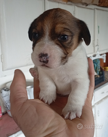 Cucciolo di jack Russell