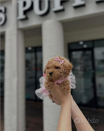 Cucciola barboncina toy albicocca