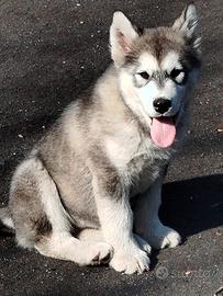 Alaskan malamute