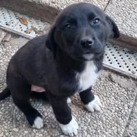 Cucciolo di 2 mesi Kangal x Asia centrale