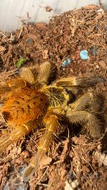 Murinus usambara