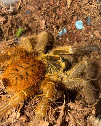 Murinus usambara
