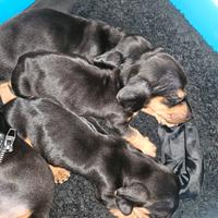 Bassotto tedesco toy