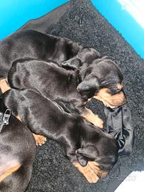 Bassotto tedesco toy