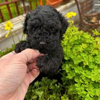 Barboncino Toy nero Total black due mesi