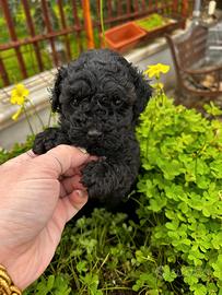 Barboncino Toy nero Total black due mesi