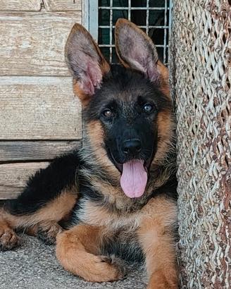 cucciola di pastore tedesco con pedigree 