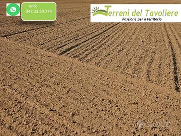 Terreno Seminativo a Torremaggiore