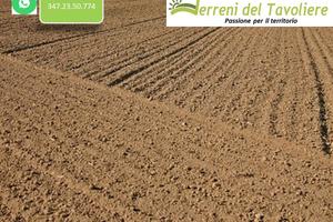 Terreno Seminativo a Torremaggiore
