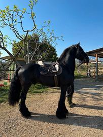 Cavallo frisone