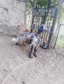 Setter inglese