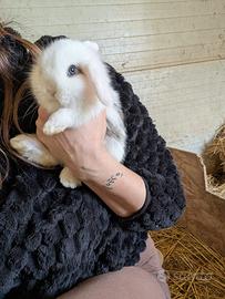 Coniglietti ariete miniloop