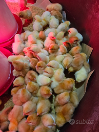 Pulcini/pulcinotti di broiler/rossi/collonudo