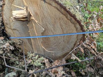 Tronco di quercia 65cm x 350